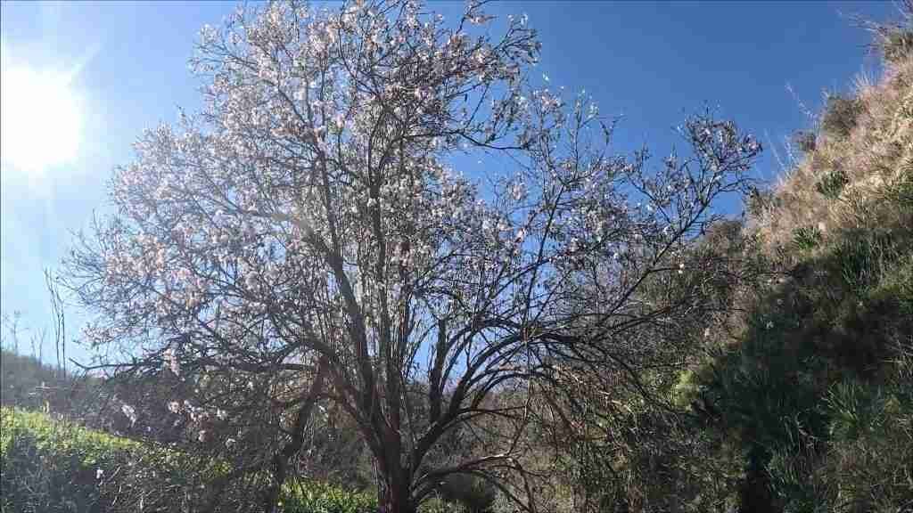 Blühender Mandelbaum am Eingang zur Schlucht bei Theletra